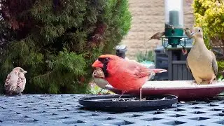 A Cardinal Eating Seeds in Brooklyn, NY