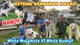 KETEMU HUSKY ALL WHITE, DUO BISON LANGSUNG TANTRUM