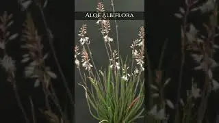 Aloe Albiflora