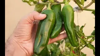 Garden update tour 2020 - Free seeds and free plants