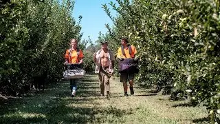 Pacific Island workers arrive in Victoria to help fruit farmers