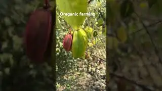 #organicfarming#harvesting #winter #field #fruit #vegetables #ytshorts #starfruits