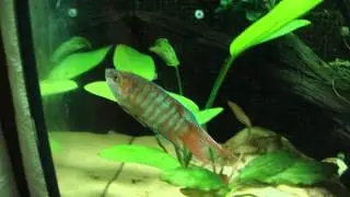 How to care for Paradise Fish