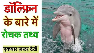 22 interesting facts about dolphins || Interesting facts about dolphins in Hindi