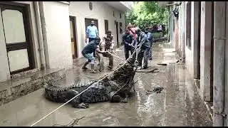 death roll by crocodile 😓😴😴