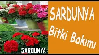 Sardunya çiçeğinin bakımı, sulanması ve çoğaltılması. Sardunya çiçeklerimin bakımı