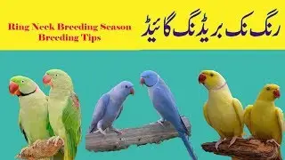 Ring Neck Parrots Breeding Season Detail and Breeding tips complete information in Urdu/Handi