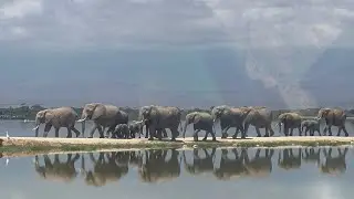 Elephant&rsquo;s crossing a lake in Kenya #safari #kenya #usa #tourism #tanzania #amboseli #masaimara