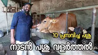 നാടൻ പശു ഫാം|nadan pasu valarthal|ക്ഷീര കർഷകൻ |നാടൻ പശു വളർത്തൽ|Dairy Farming|Native cow farm