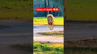 Best lion Brothers in motion 🤯 when alpha male lion meets 😱 #wildlife #animals #zoo #ytshorts