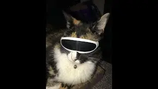 kitty broke our stream shame her