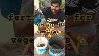 Best organic fertilizer for leafy vegetables 🏡👍#harvest #organic #gardening