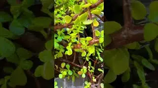 Jade plant | money plant #gardening #viralshorts #youtubeshorts #farming