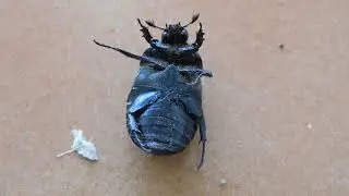 Larder Beetle | Dermestes lardarius