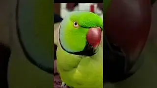 #viral Parrot 🦜 Spoke #shorts #shortsfeed ....