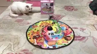最愛の娘、愛猫Ruby&Pearl ♪(=^ェ^=) No.6