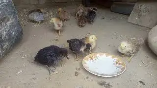 Chicken Baby Chicks | Chicken Baby video | Chicken Baby Sound | Aashiq Noor