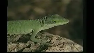 Cute and Cuddly Critters: Leapin' Lizards 1998 VHS