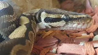 Ball Python Shed Its Skin | Complete Guide🐍