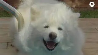 Les Spitz Allemands (suite de la vid&eacute;o)