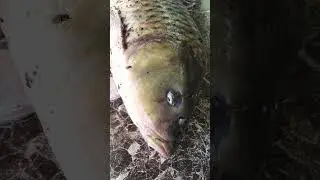 #fish open mouth# and voice 😍shorts/ video /@yogapunnagai 😜