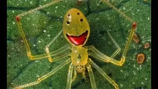 Hawaiian Happy Face Spider. Theridion grallator.