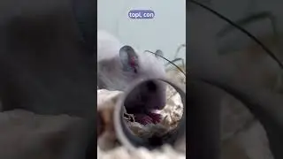 Attenzione agli errori comuni nella disinfestazione fai-da-te!