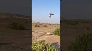 GYR Falcon Hunt A Houbara bustard bird