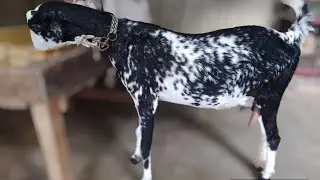 pure barbari goat 🐐 | Beautiful teddy Burberry goat |
