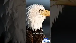 El &Aacute;guila Calva: La Cazadora Legendaria del Norte 🦅🔥#shorts #aguilacalva #aves