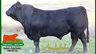 NLBS 2025 Lot 11 Angledale Under Cover U30 (TDJPU30)