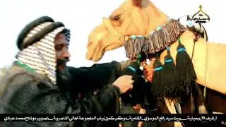 ارشيف زيارة الأربعين __ في ظيافة بيت سيد رافع الموسوي_موكب ظعن زينب المفجوعة اهالي الناصرية _