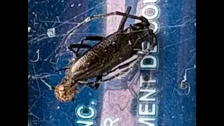 Monochamus scutellatus contre Odiellus pictus Longicorne contre araign&eacute;e partie 1