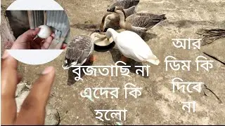 আলহামদুলিল্লাহ রাজহাঁসগুলোকে ডিমের জন্য কি খেতে দেই,কিন্তু আর ডিম পাচ্ছি না কেন আমার ধারনা কি ঠিক💔?