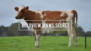 Lot 17 - Boldview MnM's Secret