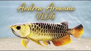 Blue Base Crossback VLOG-Week 91(2026/1/18) Feeding | Water Changing | Other Fish Record