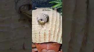 Captive Bred Hermit Crabs - Are You My Mom? #shorts