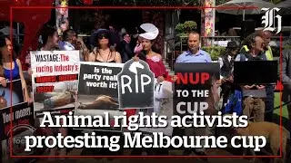 Animal rights activists protesting Melbourne cup | nzherald.co.nz