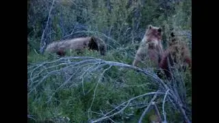 Bears 2021 Dupuyer Montana (2)