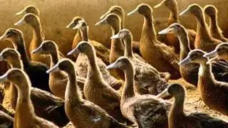 Dale Hooks - Infected Duck