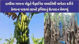 Savarkundla ના દાધીયા ગામના ખેડૂતે કેળાના વાવેતરથી સફળતાની અનોખી પહેલ કરી|CITY WATCH NEWS