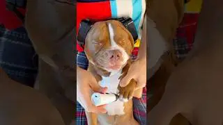 Spa day for Choco 😌
