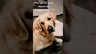 Balu h&ouml;rt Hundeger&auml;usche#shorts#hund #viral #fyp