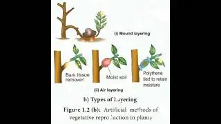 types of layering in agriculture