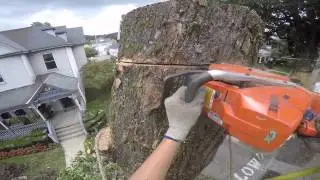 Arborist Tree Removal
