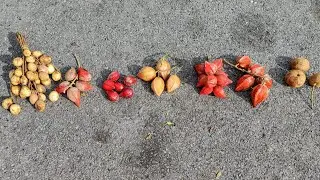 Baccaurea angulata Varieties Taste Comparison