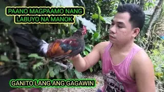 PAANO PAAMUIN ANG LABUYO NA MAILAP | PAANO MAGPAAMO NANG WILD CHICKEN OR LABUYO