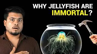 Why is this Jellyfish IMMORTAL?