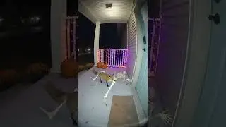Caught on Camera Fox Attacks Skeleton!