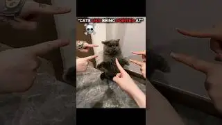 Cats like Being Pointed at 💀 | #cat #animals #shorts